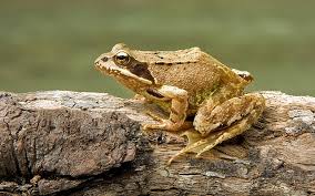 Common Frog Wikipedia