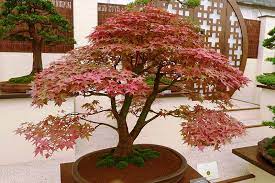 Japanese Maple Types