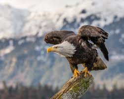The eagle is a (generally) large sized bird of prey meaning that the eagle is one of the most dominant predators in the sky. Bald Eagle Wikipedia
