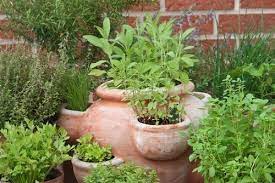 Garden Tips How To Get More Out Of