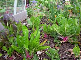 10 Tips For Year Round Vegetable Gardens Bc Farms Food