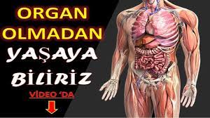 İnsan Vücudu Organları Olmadan Yaşaya Bilir Mi? (insan organları belgeseli)  - YouTube