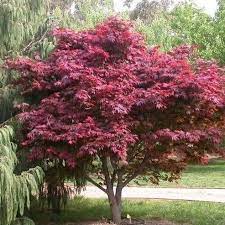 Use as a small specimen or in groups. Emperor Japanese Maple Plantingtree