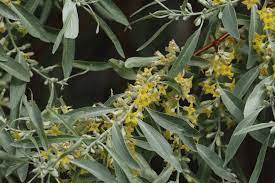 If someone has a russian olive tree in your neighborhood, come spring time you will know it, the perfume the flowers emit is unbelievably beautiful. Elaeagnus Angustifolia Wikipedia