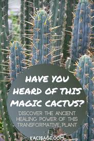 Remove the cactus from its planter, look for any brown or black roots, cut them off and replant it.) Healing With San Pedro Cactus Plant Medicine San Pedro Medicinal Plants San Pedro Cacti