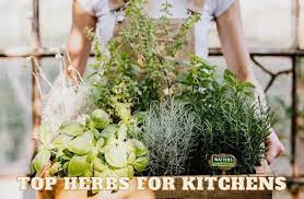 Top 10 Herbs For Your Kitchen Garden