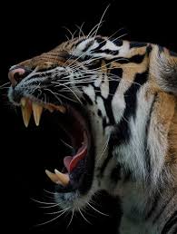 roar tiger hd phone wallpaper peakpx