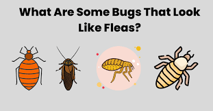 what are some bugs that look like fleas