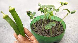 Okra plants are extremely drought and heat resistant and okra is a popular vegetable in many countries with difficult growing conditions. Grow Ladies Fingers Grow From Seeds Vegetables Growing Youtube