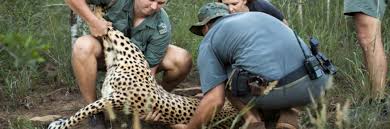 Wildlife Conservation Training Courses In South Africa