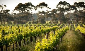 When you go on a wine tasting trip, make sure to include country heritage winery in laotto, in in your list! Cape Mentelle Leading Margaret River Winery
