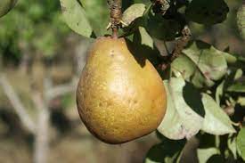 901 views · may 23, 2018. What Pears Will You Grow This Year General Fruit Growing Growing Fruit