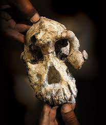 أصل الإنسان: جمجمة عمرها نحو 4 ملايين سنة تتحدى النظرية السائدة - BBC News  عربي