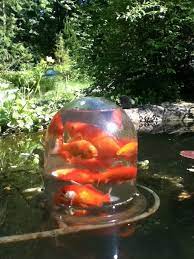 100 goldfish pond koi pond ideas