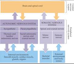The Somatic And Autonomic Nervous Systems Bethopedia