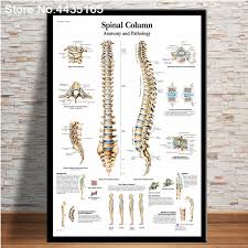 Us 1 98 27 Off Spinal Column Chart Poster Human Anatomy Knee Joint Foot Posters And Prints Canvas Painting Hd Wall Art For Room Home Decoration In