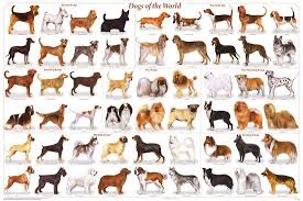 Laminated Dogs Of The World Educational Animal Chart Poster