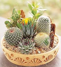 Cactus Dish Garden Code 1828
