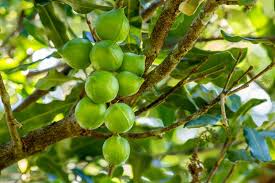 macadamia nut tree growing guides tips