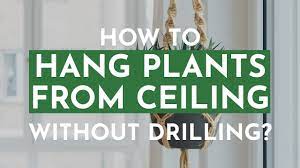 to hang plants ceiling without drilling