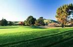 Cypress at Sunol Valley Golf Course in Sunol, California, USA ...