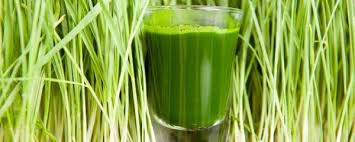 benefits of wheatgr juice detox