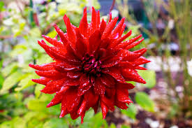 colorful red dahlia flower photo