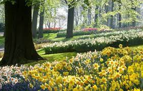 Daffodils - How to Plant, Grow And Care for Daffodil Flowers