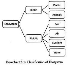 Term Paper Ecosystem Meaning Types And Classification