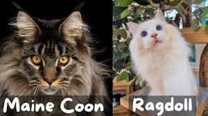 maine vs ragdoll cat which breed
