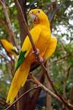 Image result for About Golden Conure