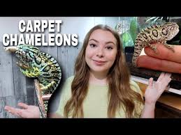 the best pet chameleon the carpet