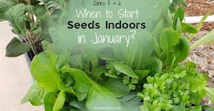 What Seedlings Can You Start In January