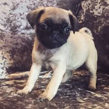 Pug's distinctive, bulging eyes expose a large area of their corneas, which puts their eyes. Pug Puppies For Sale San Francisco Bay Area Ca 257497