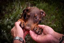 After all puppies don't ever want play time to end…do they? How To Get A Doberman Puppy To Stop Biting The Best Method Doberman Planet