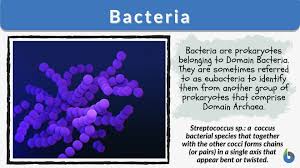 bacteria definition and exles