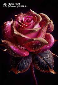 beautiful rose flowers images saru