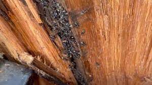 signs of carpenter ants debug