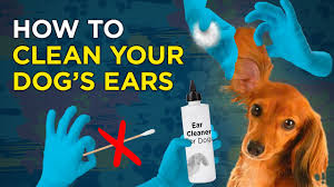 Fill the ear with cleaning solution to begin, tip your dog onto his side. Tips On How To Clean Dogs Ears Caninejournal Com