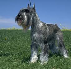 Review how much standard schnauzer puppies for sale sell for below. 7 Things You Didn T Know About The Standard Schnauzer American Kennel Club