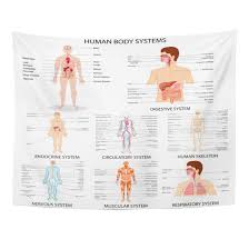 Tompop Tapestry Anatomy Of Complete Chart Different Human Organ System Body Home Decor Wall Hanging For Living Room Bedroom Dorm 60x80 Inches