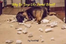 8 reasons why do dogs like period blood