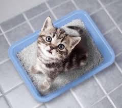 save money with homemade cat litter