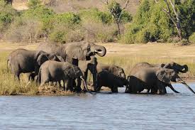 Elefanten in Afrika und Asien schützen - NABU