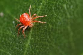 A Proven Organic Treatment To Control Spider Mites On Houseplants