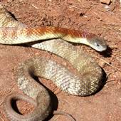 Most Common Venomous And Nonvenomous Snakes In Australia