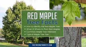 red maple tree facts acer rubrum