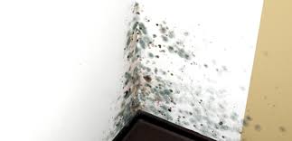 Natural Ways To Get Rid Of Mold