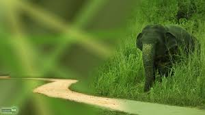 elephant wallpapers spot
