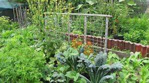 What Does A Vegetable Garden Cost